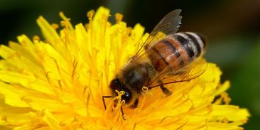 Farmáři vzkazují vládě: monopol na včelařské dotace musí skončit