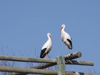 Čápům se v Česku daří. Každým rokem hnízdí více párů, někdy zůstanou i přes zimu