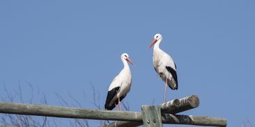 Čápům se v Česku daří. Každým rokem hnízdí více párů, někdy zůstanou i přes zimu