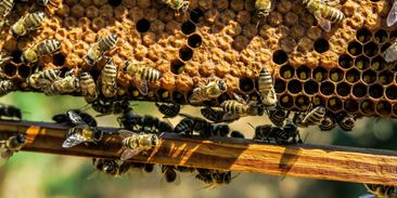 Včely jsou v ohrožení. Pomoct jim můžete i vaší zahradou