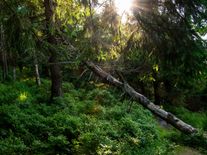 Výsměch lesníkům, nedůvěryhodný projekt. Odborníci kritizují Sázíme Česko
