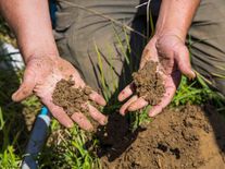 Farmář jako predátor, který chrání půdu: krávy na pastvině nesmí zůstat déle než 48 hodin