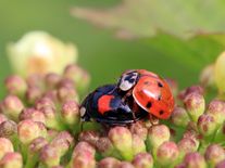 Původně biologická zbraň, dnes invazivní beruška zaplavuje české domácnosti