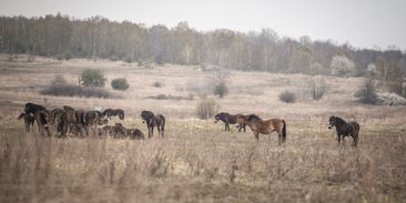 Rezervace divokých kopytníků v Milovicích je zamořená azbestem, turisté by měli dočasně omezit návštěvy