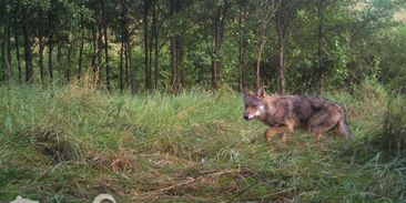 Policie selhává v chytání pytláků. Na kontě má nulu v odhalování zabitých rysů a vlků