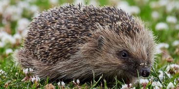 Jak dobře znáte zvířata na své zahradě? Začíná sčítání přírody