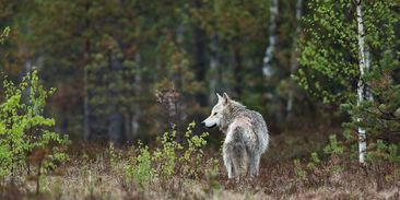 Návrat šelem do krajiny by ušetřil tuny emisí. Stačilo by jen 170 vlků