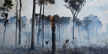 Lidstvo může zničit tisíce neznámých druhů stromů dřív, než je objeví