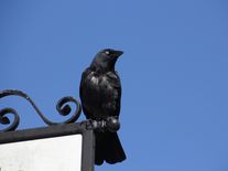 Miliony turistů jim nevadí. Kavky zahnízdily přímo ve Zlaté uličce