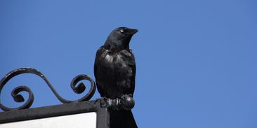 Miliony turistů jim nevadí. Kavky zahnízdily přímo ve Zlaté uličce