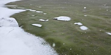 Smutný světový unikát. Led na Lipně je kvůli sinicím zelený