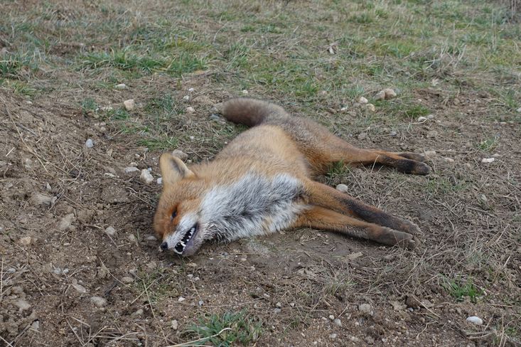 Jedním ze zvířat, na které traviči často cílí, je také liška