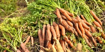 Biopotraviny musí být běžné zboží, ne luxus. Čtvrtina zemědělské půdy v Evropě bude eko