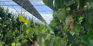 Češi na špici. Agrovoltaiku uvedli správnou cestou