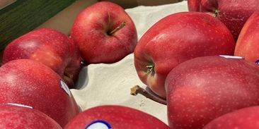 Jen oloupat nestačí. Pesticidy v jablkách zůstávají i po uvaření