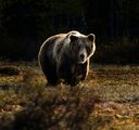 Na oběť si jen hrál. Slovák dostal pokutu za vyprovokování medvědice, kterou praštil sekyrou