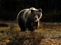 Na oběť si jen hrál. Slovák dostal pokutu za vyprovokování medvědice, kterou praštil sekerou