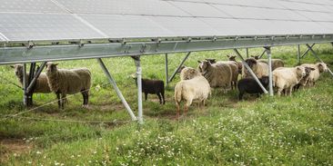 Nejvyšší čas si přiznat: bez solárních parků se Putinova plynu nezbavíme