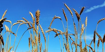 Miliarda pro boj s klimatickou změnou. Fondu na ochranu klimatu a přírody podpoří farmáře