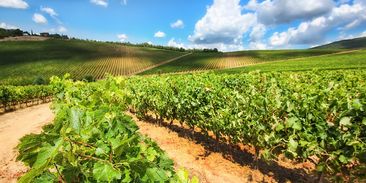 Sucho a změna klimatu mění chuť oblíbených vín