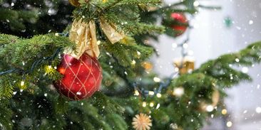Vánoční stromek nemusíte kupovat, můžete si ho pronajmout