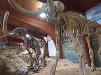 Nečekaný nález v žaludku vlka přepisuje historii vymírání velkých savců