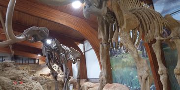 Nečekaný nález v žaludku vlka přepisuje historii vymírání velkých savců