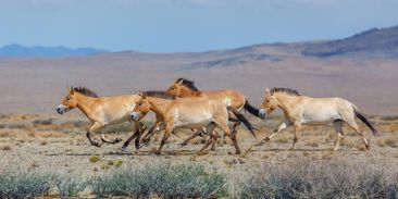 Po Mongolsku následuje Kazachstán. Do asijské Zlaté stepi se vrátí prvních osm koní Převalského