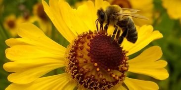 Včely vymírají. 4 rady, jak může pomoci každý z nás