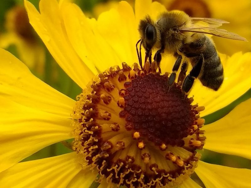 Jak oživit včelu?