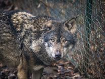 Stát povolil odstřel problematických vlků, mění se také výše úhrad za ztížení pastvy
