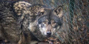 Stát povolil odstřel problematických vlků, mění se také výše úhrad za ztížení pastvy