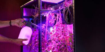 Unikátní systém pro pěstování rajčat v podobě soběstačného ekosystému