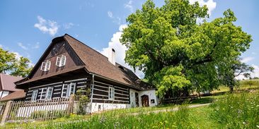 Jeden z nejmohutnějších a nejstarších stromů v Česku se stal stromem roku