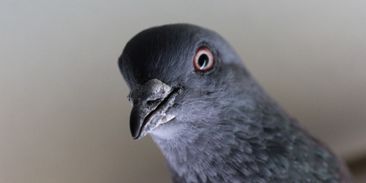 Holubník s výhledem na Klementinum reguluje počty nepopulárního ptactva