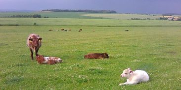 S respektem a láskou ke krajině: seznamte se s oceněnými farmáři, kteří myslí na krajinu