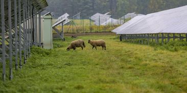 Největší česká solární elektrárna: pasou se zde ovce a najdete u ní divoké zubry