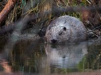 Bobří hráz v Brdech se dostala mezi deset světových dobrých zpráv roku 2025