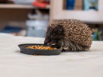 Malý ježek nemusí potřebovat záchranu. Ochránci varují před zbytečnými odchyty