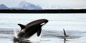 Kosatky žijící v blízkosti průmyslových oblastí jsou odsouzeny k vymření