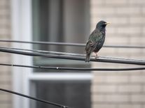 Skleněné pasti zabijí v Česku milion ptáků ročně, jedna silueta dravce problém nevyřeší