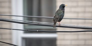 Skleněné pasti zabijí v Česku milion ptáků ročně, jedna silueta dravce problém nevyřeší