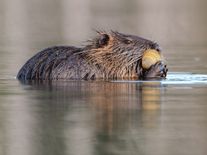Dříve chutný zdroj masa, dnes přemnožený hlodavec. Města nutrie chytají a utrácejí