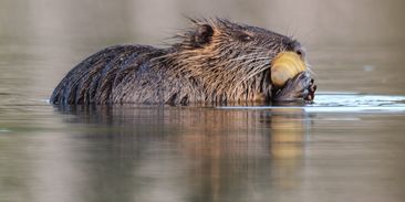 Dříve chutný zdroj masa, dnes přemnožený hlodavec. Města nutrie chytají a utrácejí