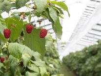 Unikátní solární projekt chrání úrodu malin a šetří farmářům vodu na zalévání