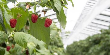 Unikátní solární projekt chrání úrodu malin a šetří farmářům vodu na zalévání