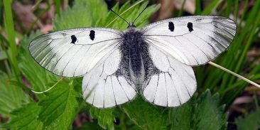 Hubíte vzácného motýla, obvinili entomologové Lesy ČR