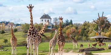 České zoo pomáhají zahradám na Ukrajině. Posílají krmivo a další potřeby