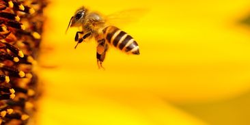 Kvůli pesticidům kolabují včelstva. Včely našly zastání v Evropském parlamentu