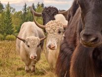 Těžká, ale potřebná práce: vzácnou přírodu Českého lesa zachraňuje pastva dobytka